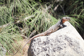 Gran-Canaria-Rieseneidechse, Kanareneidechse, Gekko 