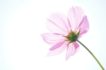 コスモス　ハイキー, Cosmos Flower