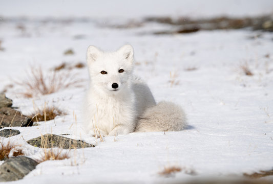 Arctic fox cub (Vulpes lagopus) in autumn snow in Dovre mountains, Norway