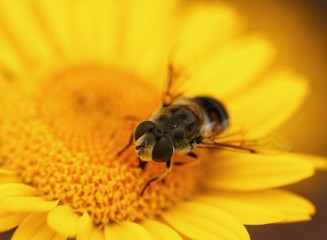 fly macro