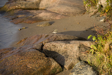 Wagtail on a rock in morning sun at lake Mälaren in Stockholm