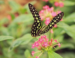 Butterfly on blossom
