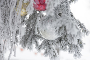 Christmas balls on frosty fir tree branches. Winter blur background.