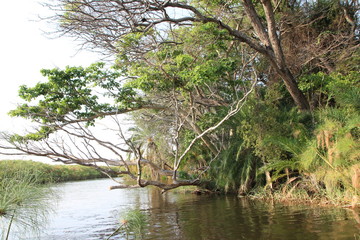 Fluss in Afrika