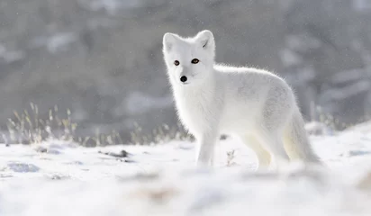 Crédence en verre imprimé Renard arctique Cub renard arctique (Vulpes lagopus) dans la neige d& 39 automne dans les montagnes de Dovre, Norvège