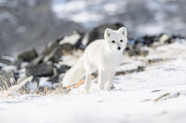 Arctic fox cub (Vulpes lagopus) in autumn snow in Dovre mountains, Norway