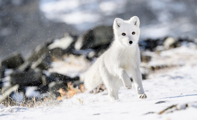 Obraz na płótnie Canvas Arctic fox cub (Vulpes lagopus) in autumn snow in Dovre mountains, Norway