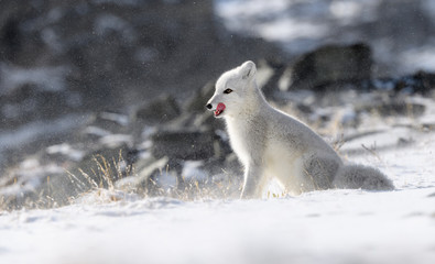 Arctic fox cub (Vulpes lagopus) in autumn snow in Dovre mountains, Norway