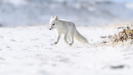 Arctic fox cub (Vulpes lagopus) in autumn snow in Dovre mountains, Norway