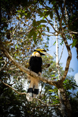 The hornbills are a family of bird found in tropical and subtropical Africa, Asia and Melanesia. They are characterized by a long, down-curved bill which is frequently brightly colored and sometimes h