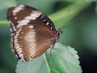 Fototapeta na wymiar Brown butterfly