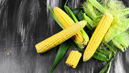 fresh corn on wooden table, closeup. Seasonal harvest crop local produce concept. Authentic lifestyle image. Flat lay. Copy space