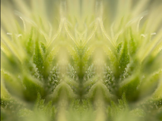 Cannabis Buds and Leaves Macro