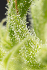 Cannabis Buds and Leaves Macro