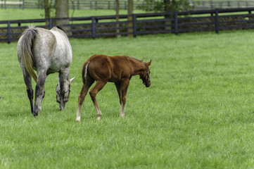 Naklejka na ściany i meble Mare and Foal