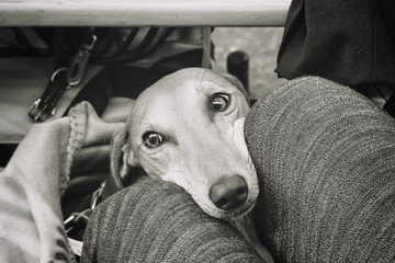 Black and white photo of a Whippet with her head between the knees of her owner