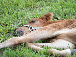 Sleeping foal