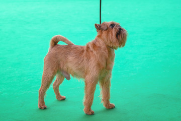 Brussels Griffon shows his tricks to the jury during  the world dog show in Amsterdam