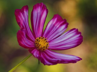 Fototapeta premium strong pink flower