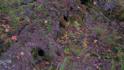 tundra autumn-1