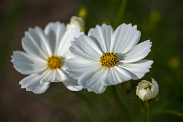 白いコスモスの花