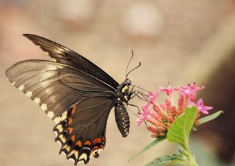 grey black butterfly