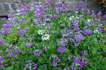 Fototapeta premium flowering lily of the valley