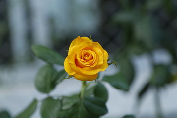 yellow rose