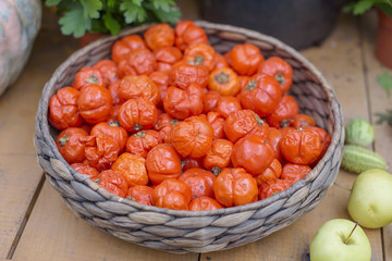 Bright orange nightshade