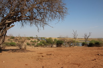 Obraz premium Botswana - afrikanische Impressionen