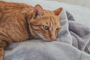 Chat roux collier vert