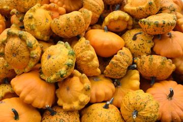 pumpkin Mix 9