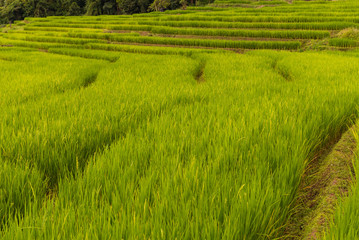 Obraz premium Small house and rice terraces field at pabongpaing village rice terraces Mae-Jam Chiang mai, Thailand