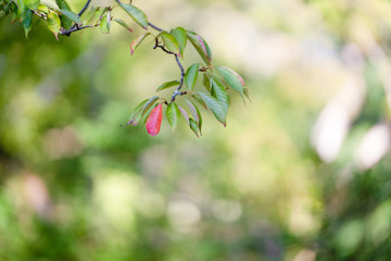 京都嵐山　秋の始まり　色付く葉