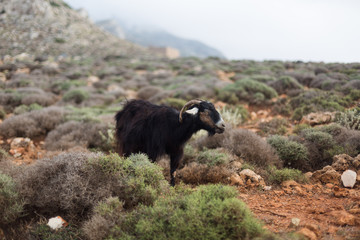 Mountain Goat