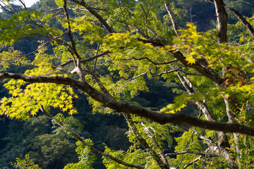 京都嵐山　秋の木々