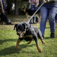  Big strong Rottweiler dog pulls the leash in the outdoors, workout strength and endurance. 