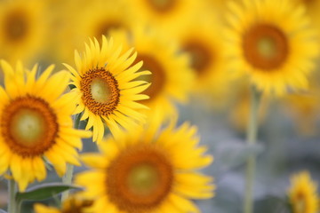 夏　癒しのひまわり（朝陽）