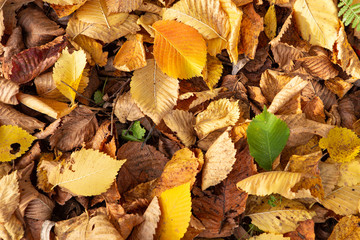 Fallen leaves background. Autumnal card