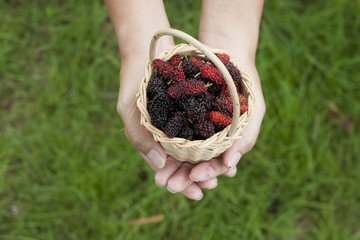 Hand of women show mulberry fruit in the basket with green background.
