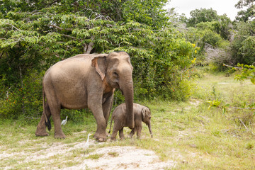 Fototapeta na wymiar Elephant cow walking with baby elephant in Yala National Park