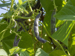 Gousses d'haricots à rames de variété traditionelle (Phaseolus vulgaris)