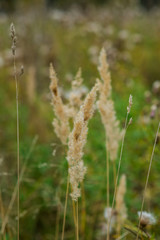 Autumn background: dry grass spikelets