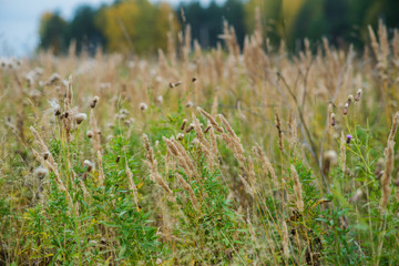 Autumn background: dry grass spikelets