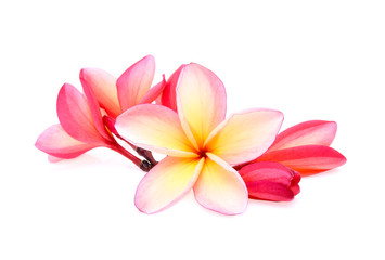 frangipani (plumeria) isolated on white background