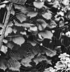 spinnennetz schwarz-weiß