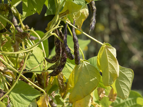 Gousses d'haricots &agrave; rames de vari&eacute;t&eacute; traditionelle (Phaseolus vulgaris)