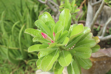 Fototapeta na wymiar Beautiful of Adenium flower with blur green background.