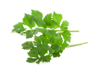 Celery or parsley leaf isolated on white background