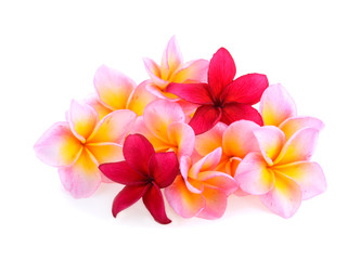 frangipani flowers isolated on white background
